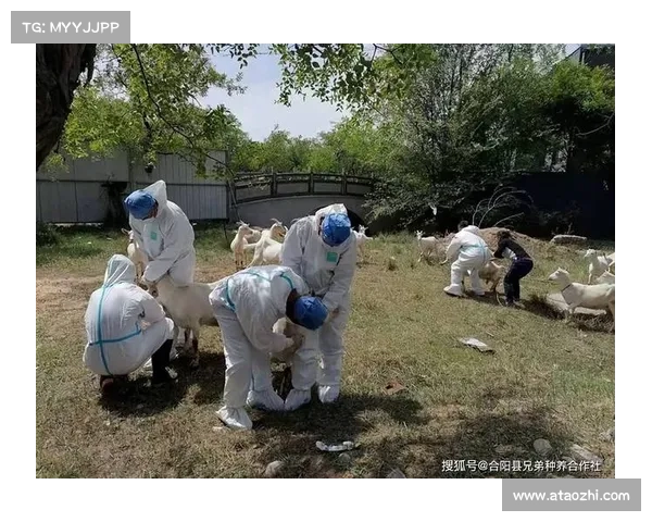 羊传染病腹泻治疗攻略：有效方法视频分享